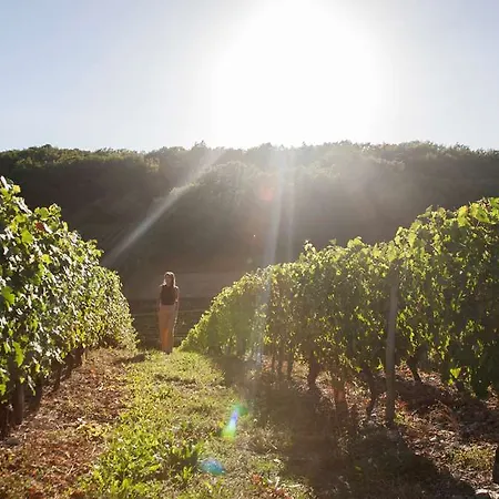 Og Boutique Cassitel, Cassis
